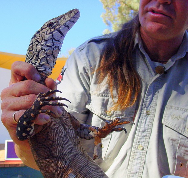 perentie's sharp claws ~ Ayers Rock Resort, Uluru-Kata Tjuta National Park, Northern Territory, central Australia