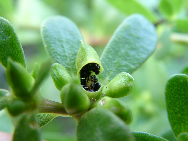 common purslane, also known as pigweed (Portulaca oleracea), capsules, closed, with one open to reveal seeds.