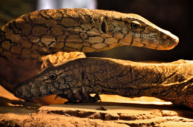 head and neck closeups of two perenties in Perth Zoo, Western Australia