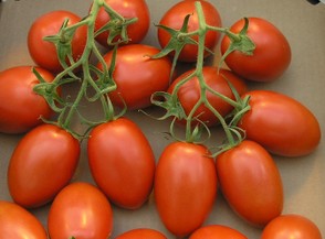 Roma plum tomatoes