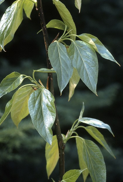 balsam poplar (Populus balsamifera) leaves