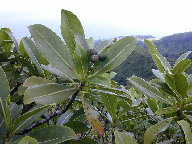 kōpiko (Psychotria mariniana)