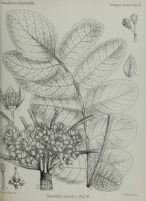 Boswellia ameero