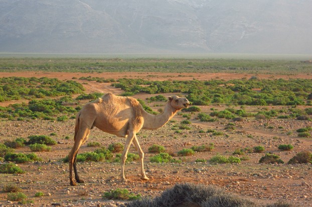 Socotra's camels are fond of frankincense tree's branches, leaves, and twigs.