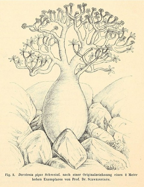 drawing by Georg August Schweinfurth