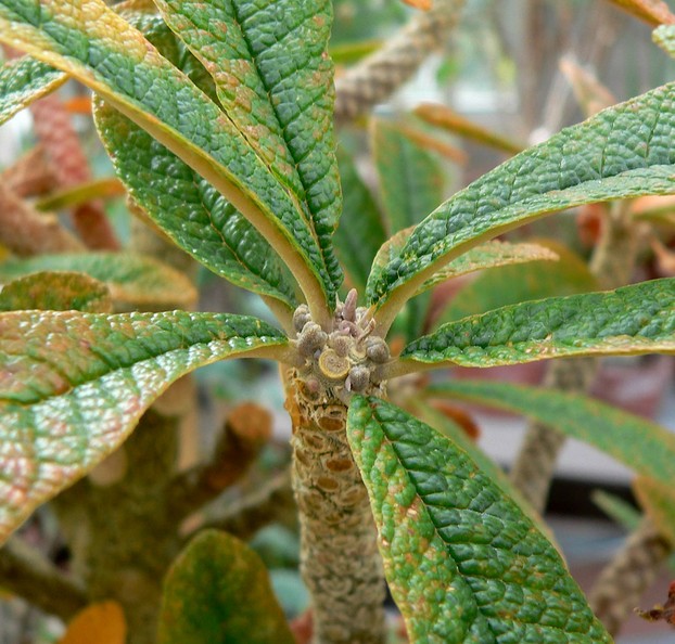 closeup, Dorstenia gigas leaves