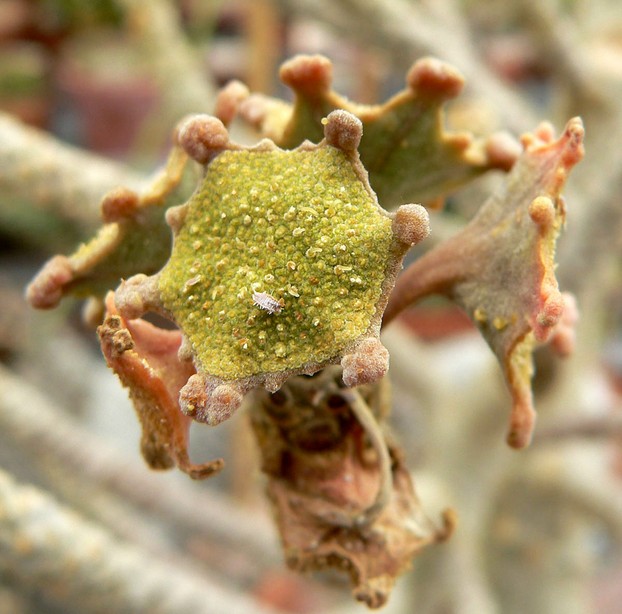 closeup of Dorstenia gigas flower, propagated in University of California Botanical Garden, Berkeley