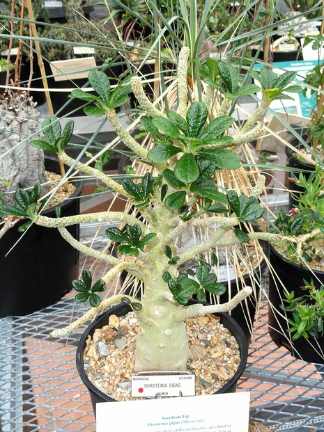 Dorstenia gigas, propagated in University of California Botanical Garden, Berkeley