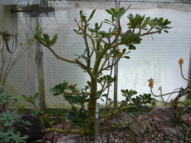 Dorstenia gigas, Sukkulenten-Sammlung (Succulent Plant Collection), Zurich, north central Switzerland