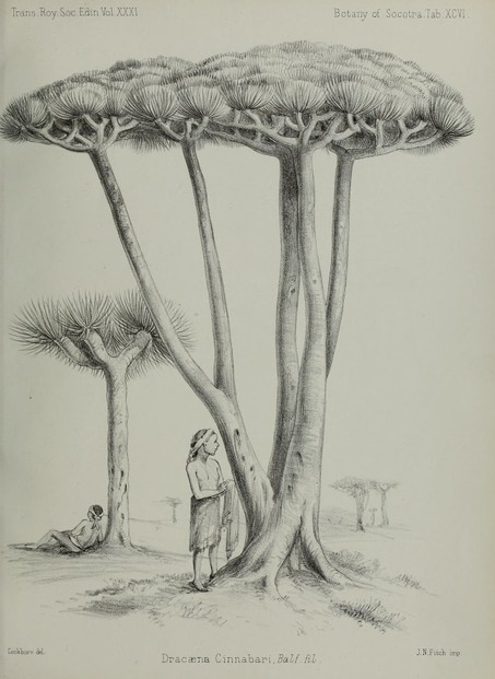 drawing by Lieut. C.J. Cockburn, lithograph by John Nugent Fitch (1843-1927)