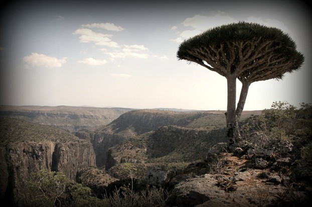 Socotra Dragon's Blood Tree: a vulnerable, endemic tree with a view
