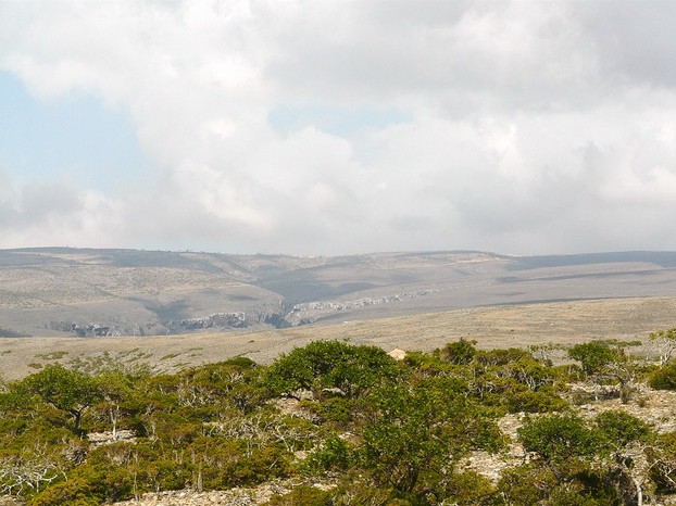 Dixsam, limestone plateau in the middle of Socotra where Socotra pomegranate trees grow; Monday, December 7, 2009, 10:46