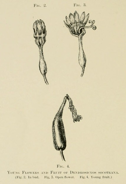 Henry O. Forbes, Natural History (1903), page 474