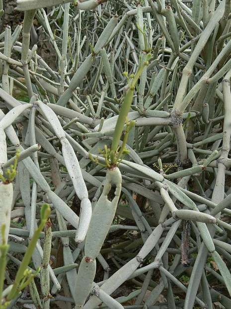 Cissus subaphylla; Airport-Hadibo Road, Socotra