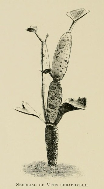 drawing by Agnes Balfour; Henry O. Forbes, Natural History of Sokotra (1903), page 464