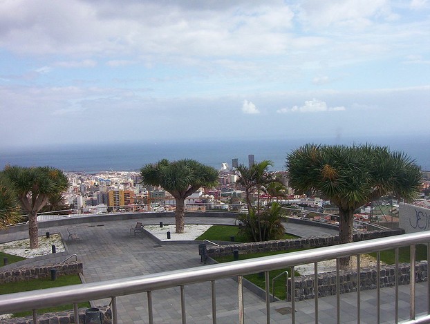 Tenerife dragon trees, Santa Cruz de Tenerife harbor; Thursday, January 2, 2003, 12:10