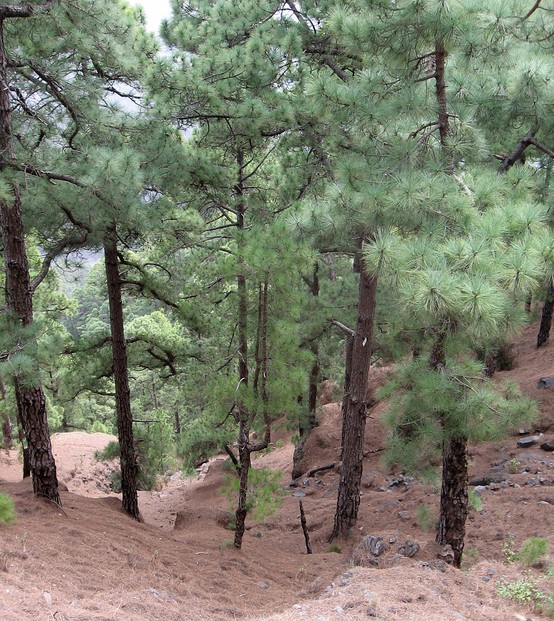 Canary Island pine (Pinus canariensis) forest, Caldera de Taburiente, La Palma, Canary Islands
