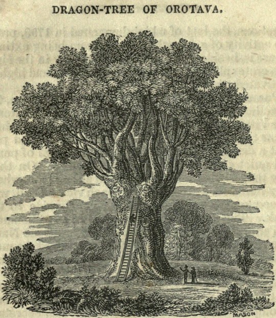 La Orotava dragon tree in Mr Franqui's garden; William MacGillivray, Travels and Researches (1833), p. 42