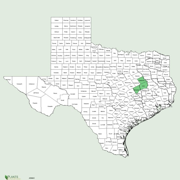 Abronia macrocarpa county distribution in Texas