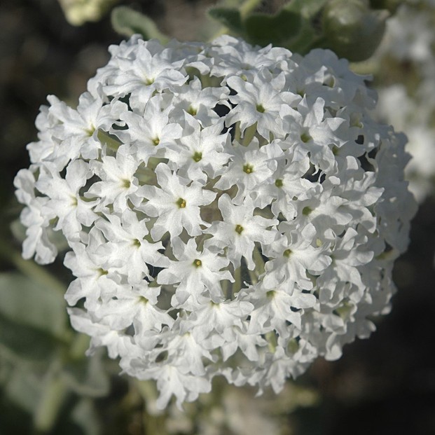 inflorescence of Sweet Sand Verbena (Abronia fragrans): Rio Arriba County, north central New Mexico