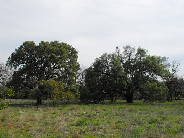 post oak savanna, Cedar Park, Williamson County, central Texas
