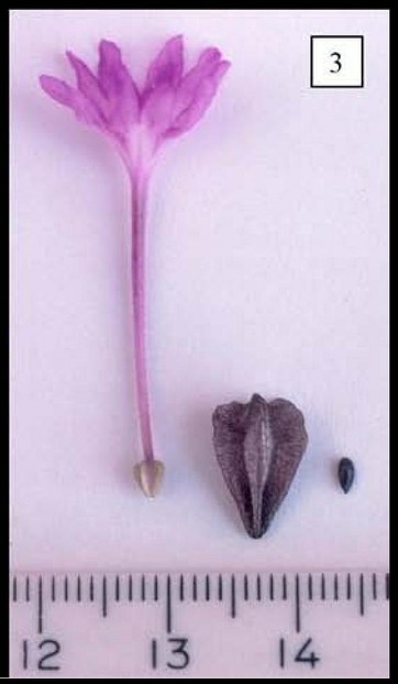 Abronia macrocarpa flower + anthocarp + seed:  photo by Dr. Paula Williamson