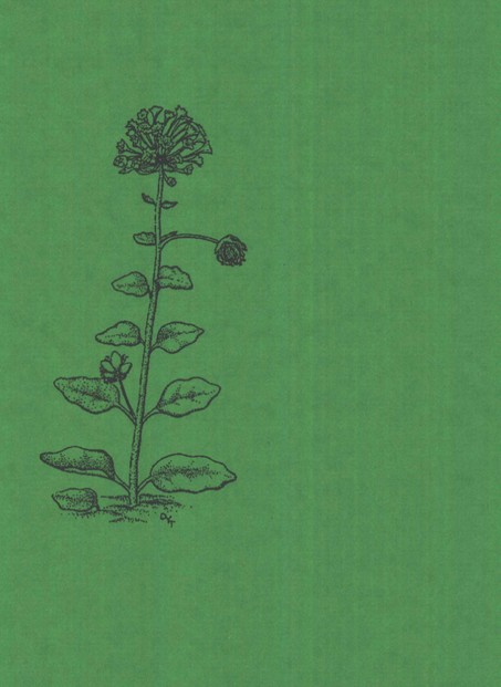 Abronia macrocarpa; cover of 1992 Large-fruited Sand-verbena Recovery Plan
