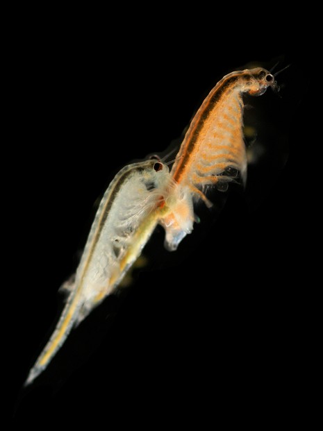 brine shrimp (Artemia salina)