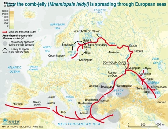 How the comb-jelly (Mnemiopsis leidyi) is spreading through European seas (invasive species)