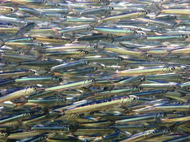 European anchovies (Engraulis encrasicolus), Ligurian Sea, Italy