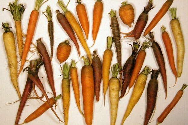 "Carrot diversity"