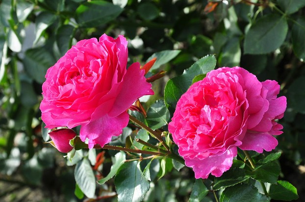 Rosa 'Yves Piaget'®, Rapperswil, Switzerland
