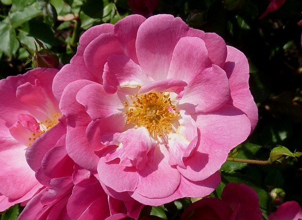 International Rose Garden, Kortrijk, northwestern Belgium
