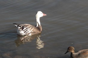 Arkansas Ducks on Spring Lake, AR