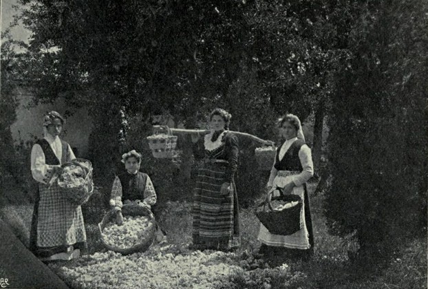 "Gathering Roses at Kazanlik"