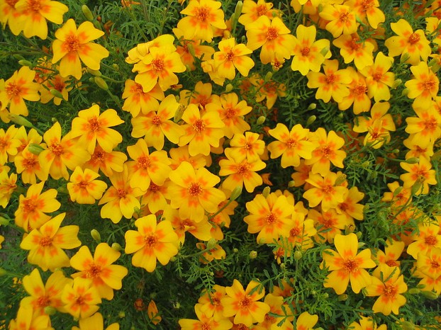 signet marigolds (Tagetes tenuifolia)