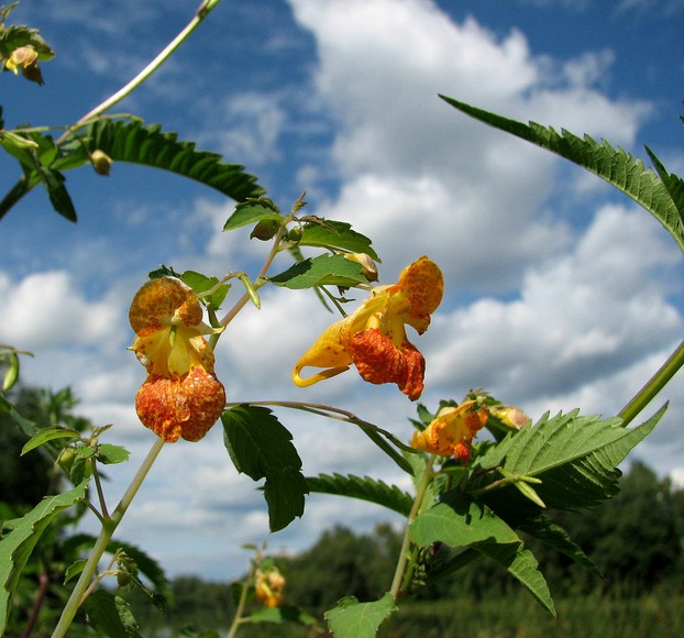 Orange Jewelweed (Impatiens capensis), Ottawa, southeastern Ontario, east central Canada