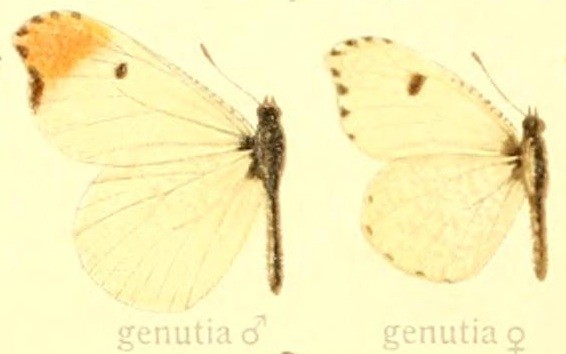 illustration by Adalbert Seitz (Feb 24, 1860 – March 5, 1938); A. Seitz, Macrolepidoptera (1924), Plate 28