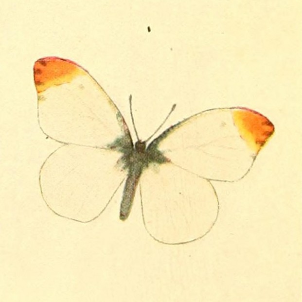 detail of illustration by Willey Ingraham "W.I." Beecroft (born 1870)l Clarence N. Weed, Butterflies (1917), opposite page 256