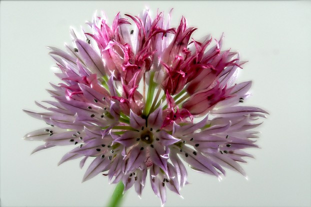 closeup of Allium schoenoprasum floral head