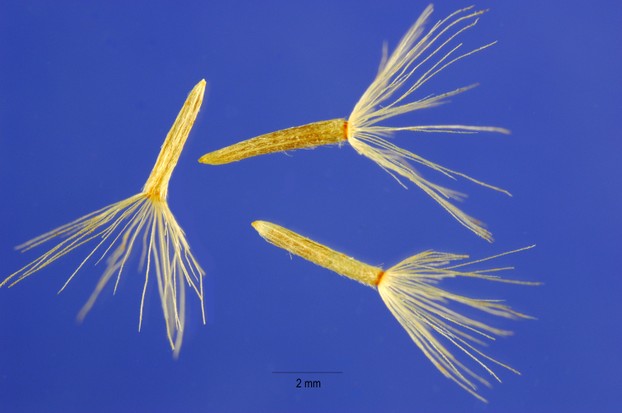 Chrysothamnus viscidiflorus (Hook.) Nutt.