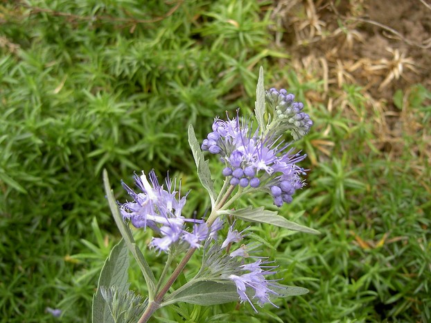 Cladon-Bartblume (Caryopteris × clandonensis 'Heavenly Blue')