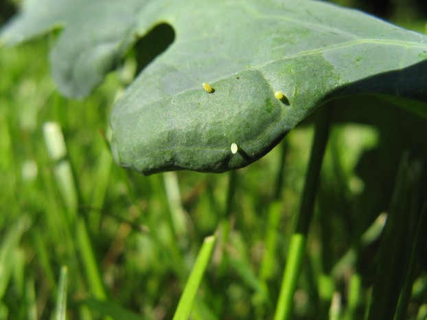 cabbage white eggs on leaf
