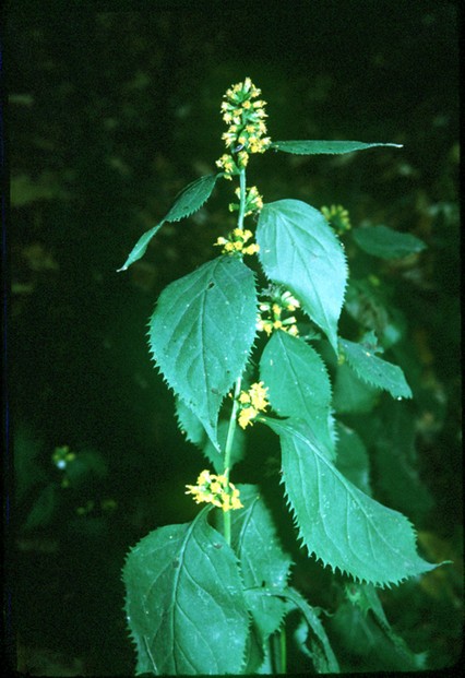 USDA Soil Conservation Service, "Zigzag Goldenrod Solidago flexicaulis L,"  Midwest Wetland Flora (1989)