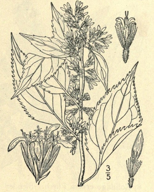 Solidago flexicàulis L. Zig-zag or Broad-leaved Golden-rod; Britton and Brown, Illustrated Flora (1913), Vol III, p.383 (Fig.4216)