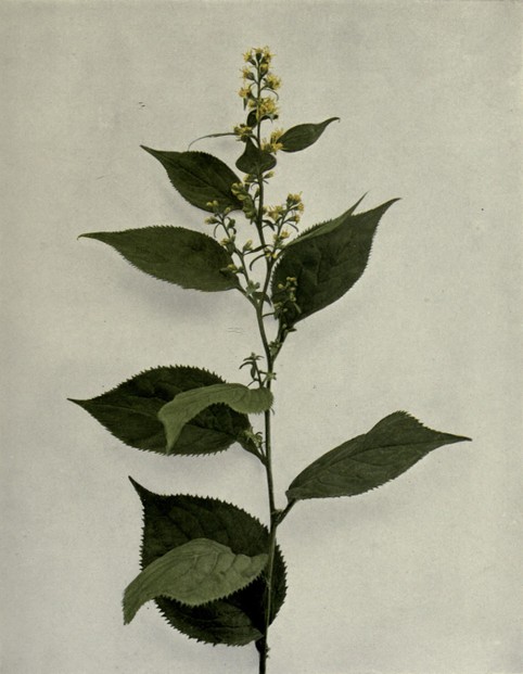 Zigzag or Broad-Leaved Goldenrod Solidago flexicaulis; Homer House, Wild Flowers (1918), Plate 236 (between pp. 298-299)
