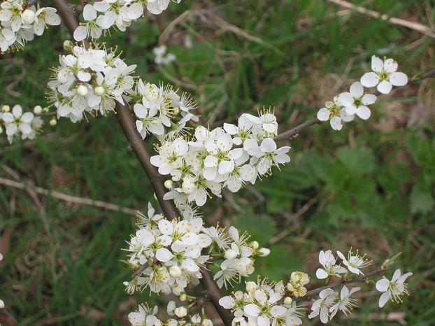 Sleedoorn bloemen (Prunus spinosa) Blackthorn