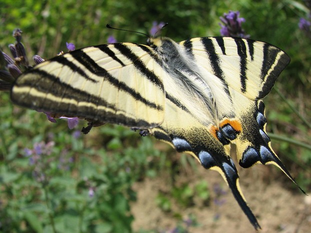 dorsal (upperside) view of scarce swallowtail