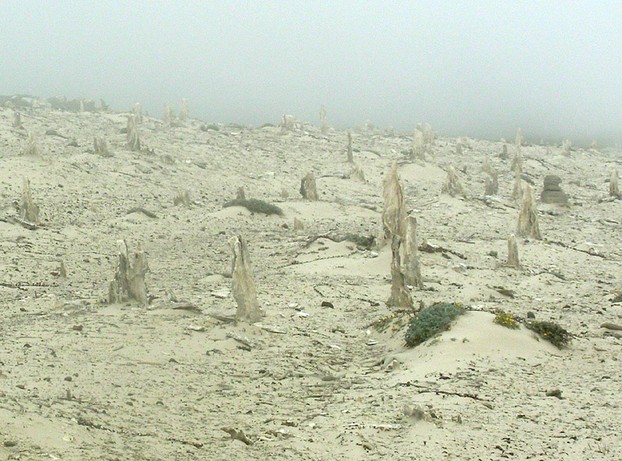 caliche forest, San Miguel Island, Northern Channel Islands, southern California