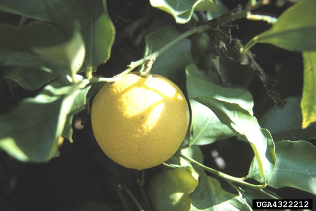 grapefruit Citrus x paradisi Macfad. (pro sp.) [maxima × sinensis]